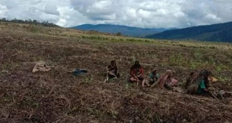 Penerapan Bioteknologi Benih Jadi Kunci Hadapi Krisis Pangan