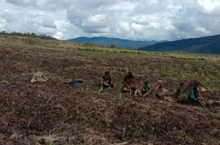 Penerapan Bioteknologi Benih Jadi Kunci Hadapi Krisis Pangan