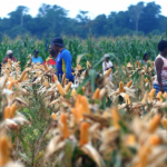 Setelah Kalimantan, Kementan Coba Kembangkan 'Food Estate' di Papua