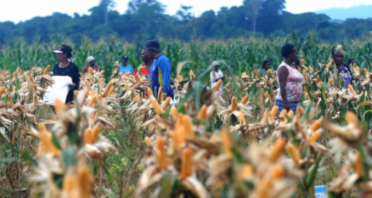 Setelah Kalimantan, Kementan Coba Kembangkan 'Food Estate' di Papua