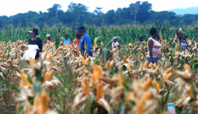 Setelah Kalimantan, Kementan Coba Kembangkan 'Food Estate' di Papua