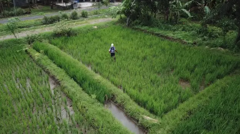 Ternyata Ini Alasan Proyek 1 Juta Hektare Sawah Dibangun di Merauke