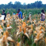 Pemerhati Yakin Food Estate Merauke Akan Berhasil