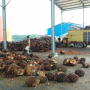 Kementan Genjot Intensifikasi Sawit Untuk Produksi Biodiesel B50