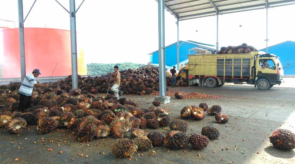 Kementan Genjot Intensifikasi Sawit Untuk Produksi Biodiesel B50