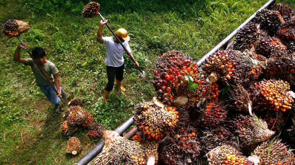 ilustrasi industri perkebunan sawit