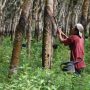 Ilustrasi Kebun Karet