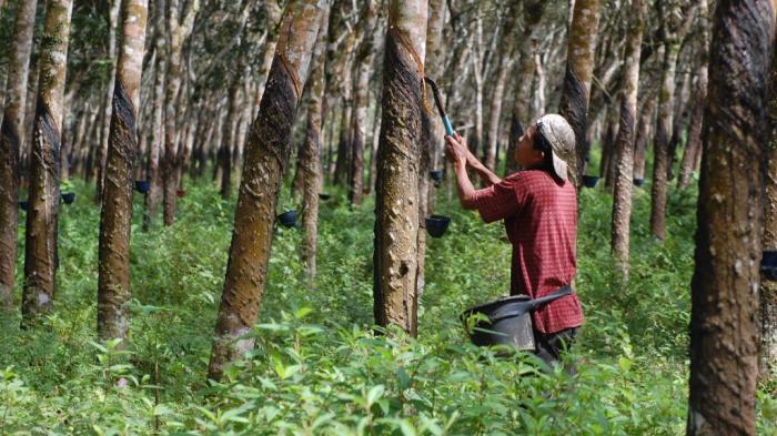 Ilustrasi Kebun Karet