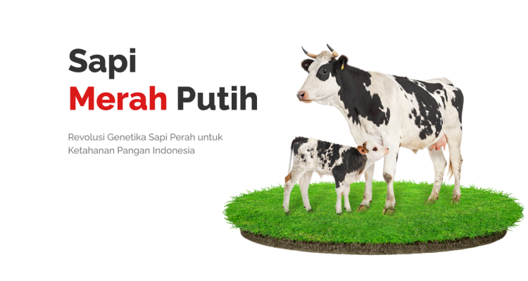 sapi merah putih