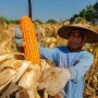 Panen jagung oleh petani