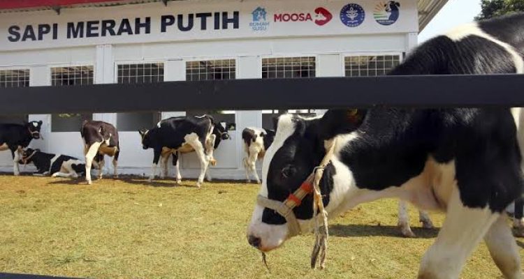 Peluncuran Program Sapi Merah Putih