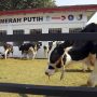 Peluncuran Program Sapi Merah Putih