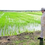 Pemerintah Dorong Perluasan Sawah Baru Demi Swasembada Pangan