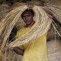 Produksi rotan untuk hilirisasi industri