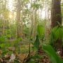 Hutan Rakyat